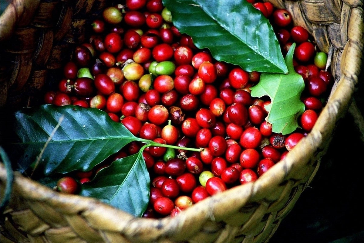 Giá cà phê hôm nay 22/4: Trong nước chững lại, thế giới giữ đỉnh cao - Ảnh 1