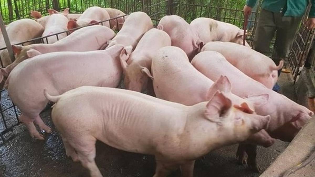 Giá heo hơi hôm nay 25/4: Miền Nam tiếp tục ổn định - Ảnh 1