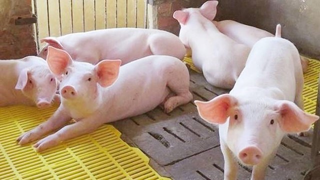 Giá heo hơi hôm nay 16/5: Dự báo tăng nhẹ ở một số nơi - Ảnh 1