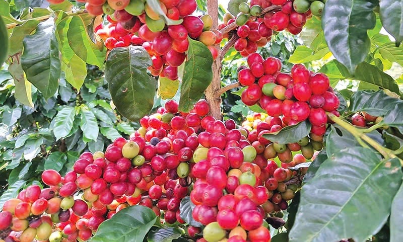Giá cà phê hôm nay 18/5: Giảm mạnh, thấp nhất 124.500 đồng/kg - Ảnh 1