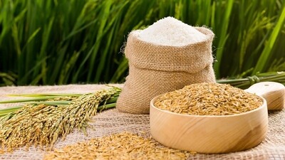 Giá gạo hôm nay tăng nhẹ, lúa duy trì đi ngang