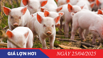 Giá heo hơi hôm nay 25/4: Miền Nam tiếp tục ổn định