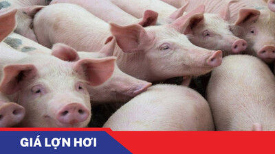 Giá heo hơi hôm nay 2/5: Giá bình ổn ở các địa phương