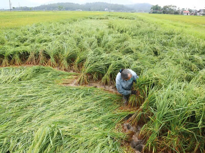 Khẩn trương khắc phục lúa xuân bị đổ ngã sau mưa lớn, gió lốc ở Hà Tĩnh