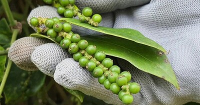 Giá tiêu hôm nay 16/5: Tăng nhẹ, dao động 152.000–153.000 đồng/kg
