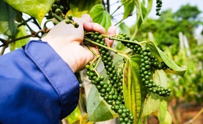 Giá tiêu hôm nay 20/5: Giảm nhẹ, giao dịch đạt 153.000 đồng/kg