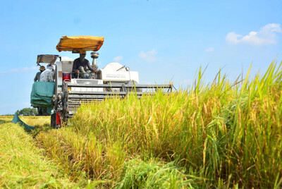 Giá lúa gạo hôm nay 27/5: Ổn định tại các vùng trọng điểm