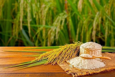 Giá lúa gạo ngày 2/6/2025: Lúa tươi ổn định, gạo bán lẻ giữ giá