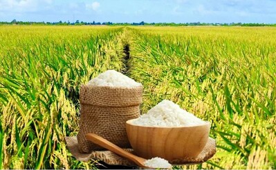 Giá lúa gạo ngày 4/6: Gạo nguyên liệu giảm nhẹ, giao dịch chậm