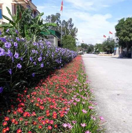 Nghệ An: Hiệu quả từ phong trào biến rác thải thành con giống, đường hoa