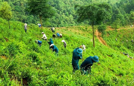 Từ 15/7/2024, quy định mới về mức trợ cấp gạo bảo vệ và phát triển rừng là bao nhiêu?