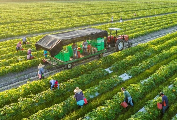 Bảo đảm sản xuất, tiêu thụ, xuất khẩu nông lâm thủy sản trong bối cảnh biến động thương mại toàn cầu