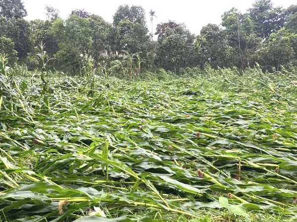 Hương Sơn (Hà Tĩnh): Gần 700ha hoa màu bị đổ gãy sau trận mưa lốc bất thường