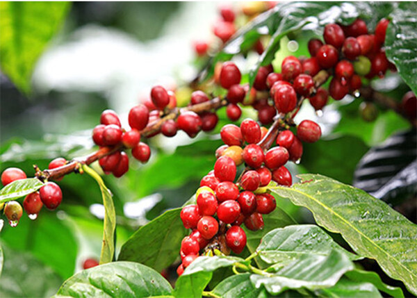 Giá cà phê hôm nay 22/5: Trong nước giảm tới 1.500 đồng/kg