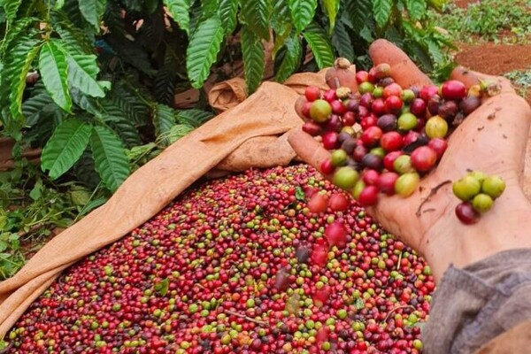 Giá cà phê ngày 2/6: Giao dịch ổn định ở mức 117.000–118.000 đồng/kg
