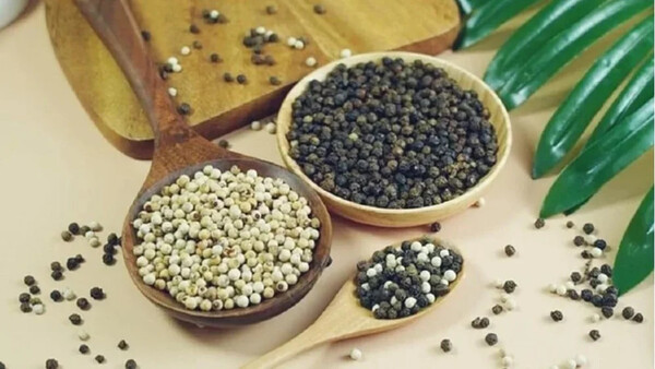 Giá tiêu ngày 2/6/2025: Ổn định quanh mức 144.000 – 146.000 đồng/kg