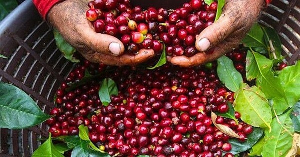 Giá cà phê hôm nay 3/6: Trong nước giảm nhẹ về mức 117.000 đồng/kg