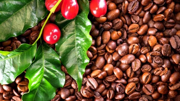 Giá cà phê ngày 13/6: Trong nước tăng 500 đồng mỗi kg